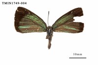 藏品(臺灣榿翠灰蝶)的圖片